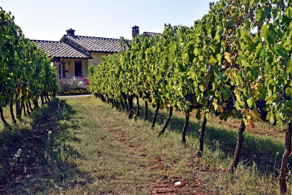 Wine Apartment Le Sedici Massa Marittima Exterior foto